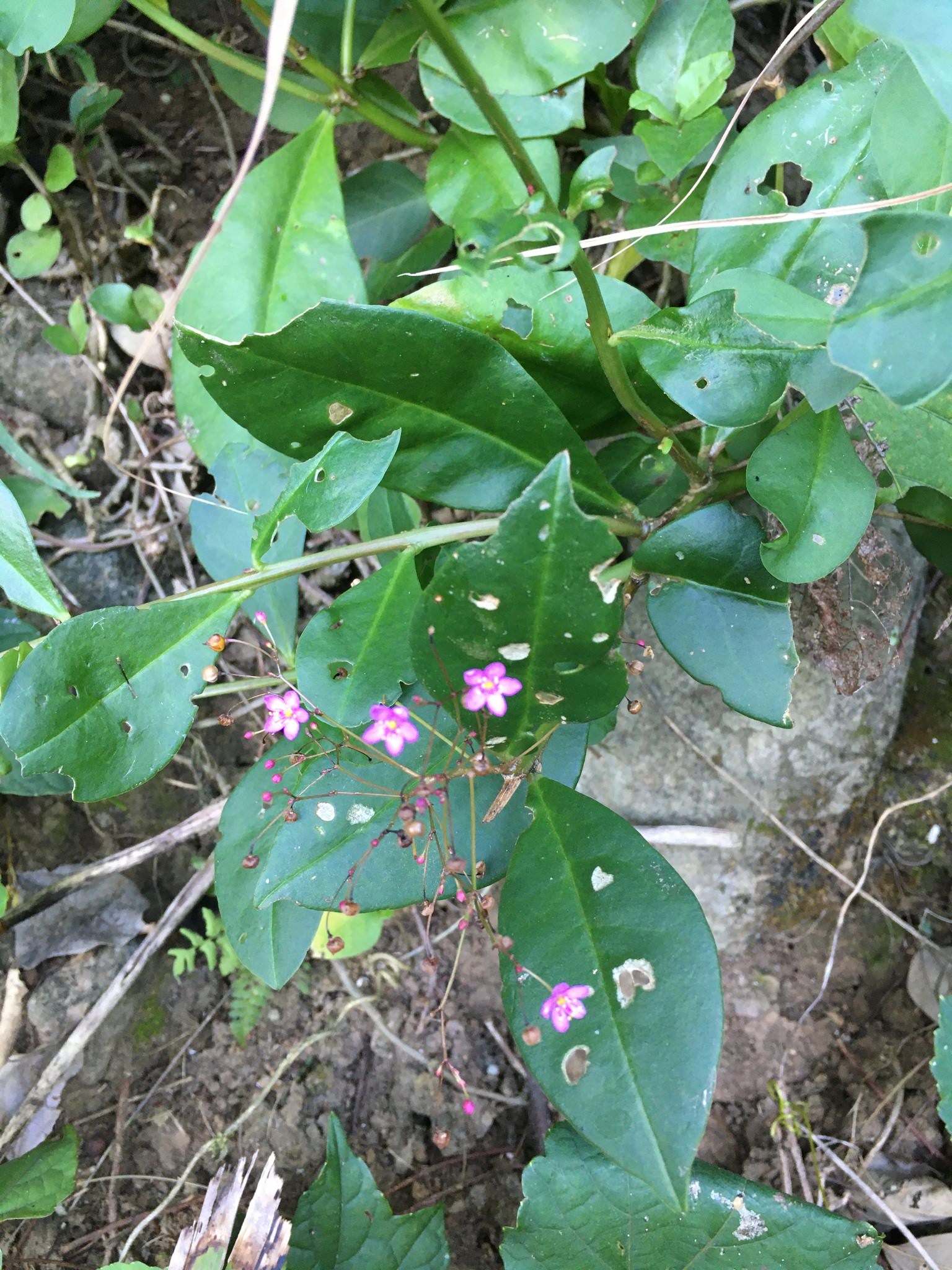 Talinum paniculatum 'Variegatum'